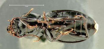 Media type: image;   Entomology 33045 Aspect: habitus ventral view